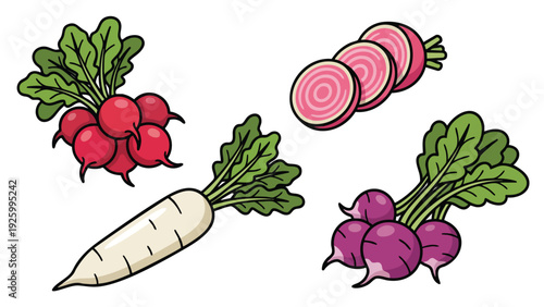 Radish Variety Set Vector Illustration