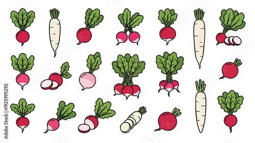 Radish and Daikon Set Vector Illustration