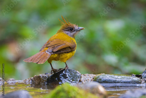 White-throated Bulbul on the ground