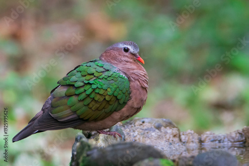 Asian Emerald Dove on the ground