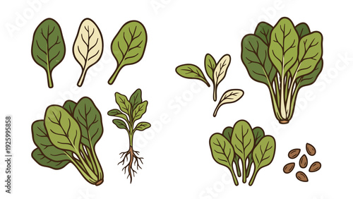 Spinach Growth Stages Vector Set Baby Leaves Seeds Plant
