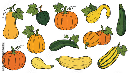 Squash and Pumpkin Vegetable Variety Vector Set