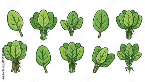 Spinach Leaves Cartoon Vector Set Fresh Green Vegetable