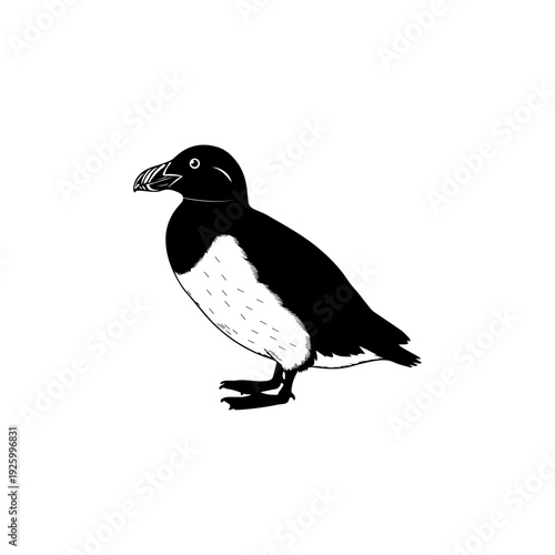 Extinct flightless seabird native to North Atlantic rocky coasts.