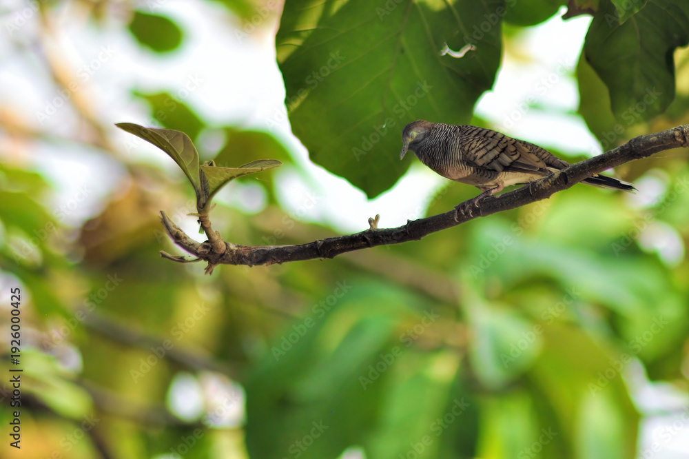 Obraz premium bird on a branch