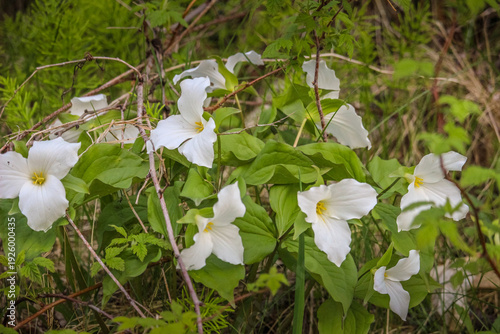 White Trillium (Trillium grandiflorum) Blooming in Spring Woodland Forest