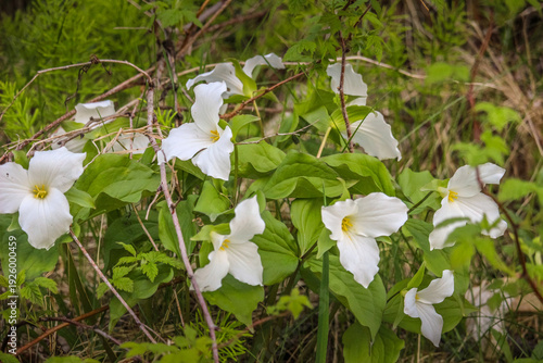 White Trillium (Trillium grandiflorum) Blooming in Spring Woodland Forest