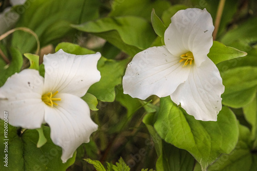 Close-up of White Trillium (Trillium grandiflorum) wildflower blooming in a woodland forest during spring.