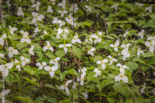 White Trillium (Trillium grandiflorum) Blooming in Spring Woodland Forest