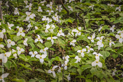 White Trillium (Trillium grandiflorum) Blooming in Spring Woodland Forest