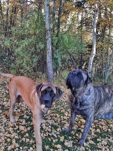 Obraz na płótnie Two mastiffs in a fall landscape