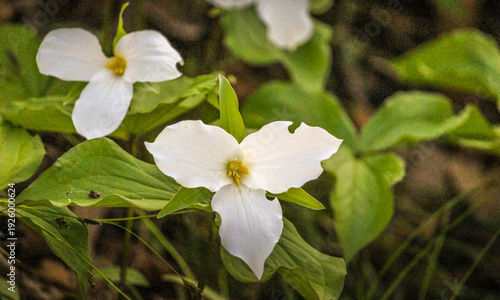 фотографія Close-up of White Trillium (Trillium grandiflorum) wildflower blooming in a woodland forest during spring