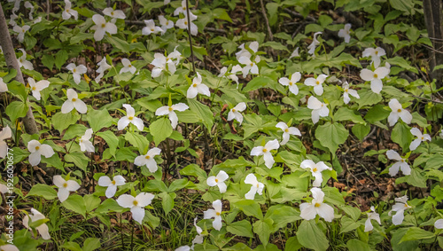 White Trillium (Trillium grandiflorum) Blooming in Spring Woodland Forest