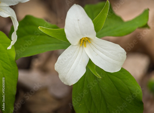 Close-up of White Trillium (Trillium grandiflorum) wildflower blooming in a woodland forest during spring.