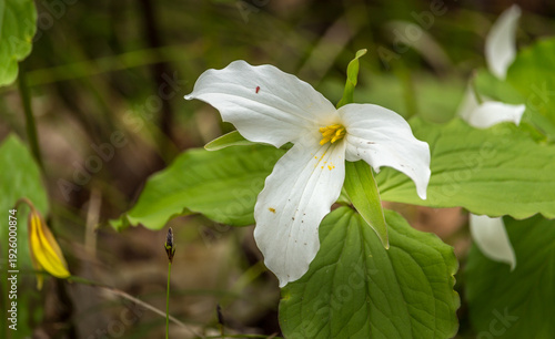 Close-up of White Trillium (Trillium grandiflorum) wildflower blooming in a woodland forest during spring.