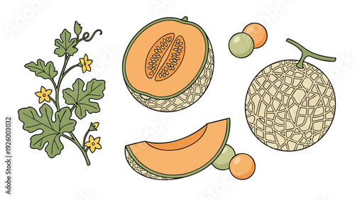 Cantaloupe Icons Set Cartoon Style Whole Sliced and Plant Illustration