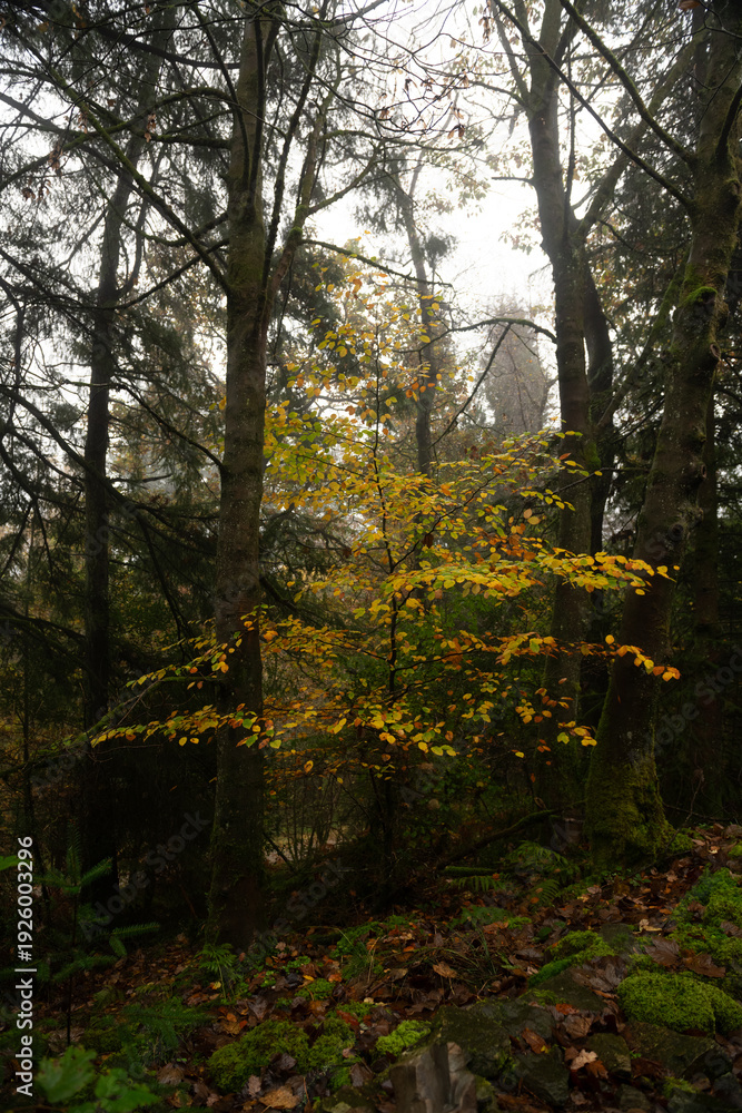 Obraz premium autumn in the forest