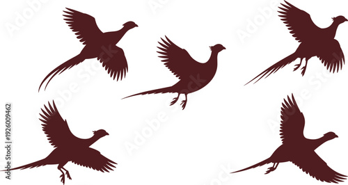 Flying pheasant bird silhouette collection with long tail feathers in various flight poses isolated on white background for hunting sport and nature design