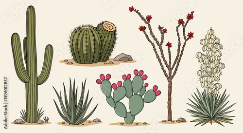 Desert plants and flowers cacti succulents and shrubs arid landscape botanical illustration natural background