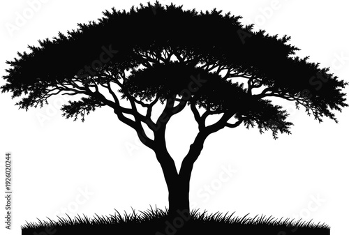 African acacia tree silhouette isolated on white background, detailed savanna landscape illustration with spreading canopy and grass, nature botanical design element