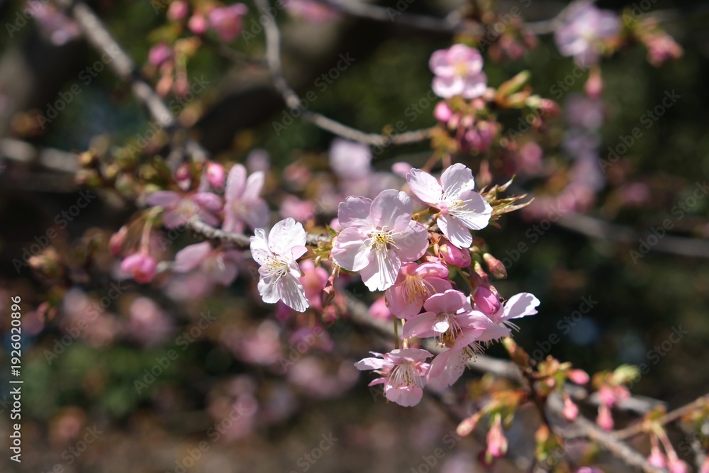 Fototapeta premium Beautiful pink Kawazu-zakura cherry blossoms blooming in early spring