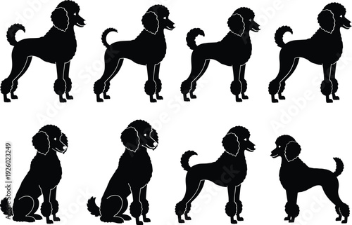 Collection of poodle dog silhouettes in different poses, elegant purebred canine vector set isolated on white background for pet logo and design