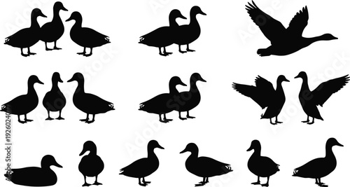 Duck silhouette set, flying and standing waterfowl birds black and white vector illustration isolated collection