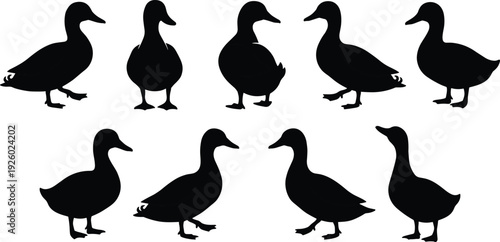 Duck silhouette collection, standing domestic and wild waterfowl birds black and white vector illustration isolated set