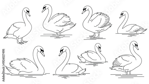 Collection of graceful swan sketches in different swimming and standing poses illustrated in black line art style.