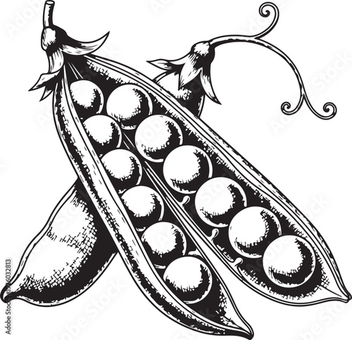 Organic green peas in pod hand drawn vector illustration of fresh vegetable legumes for healthy eating concept and farm market products isolated on grey background