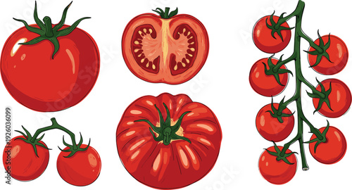Colorful hand drawn vector illustration of fresh red tomatoes including a whole tomato half slice cherry tomatoes on the vine and heirloom variety