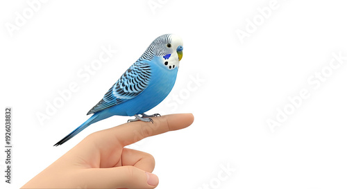 Blue budgie perched on a finger
