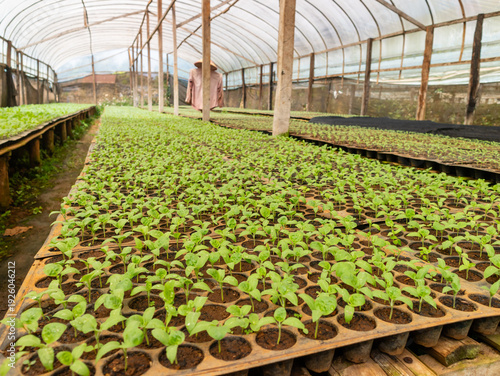 Crops Germination Under Greenhouse
