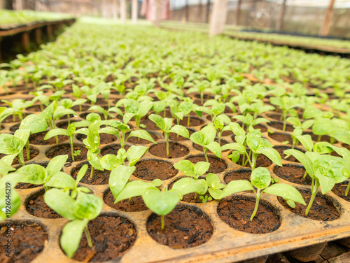 Crops Germination Under Greenhouse