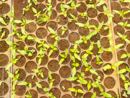 Crops Germination Under Greenhouse
