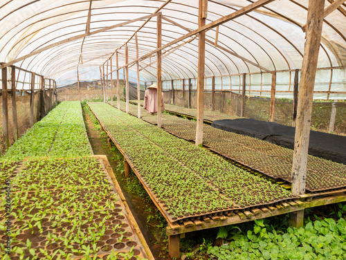 Crops Germination Under Greenhouse