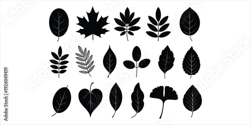 Collection of Fifteen Black Silhouette Leaf Shapes on White Background leaves nature