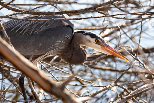 great blue heron