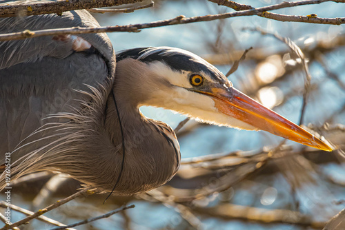 Great Blue Heron closeup