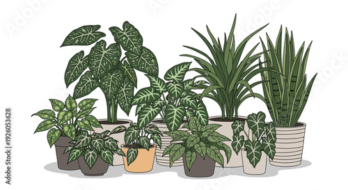 A stylish arrangement of various popular green houseplants in different pots including caladium and sansevieria for home decor.