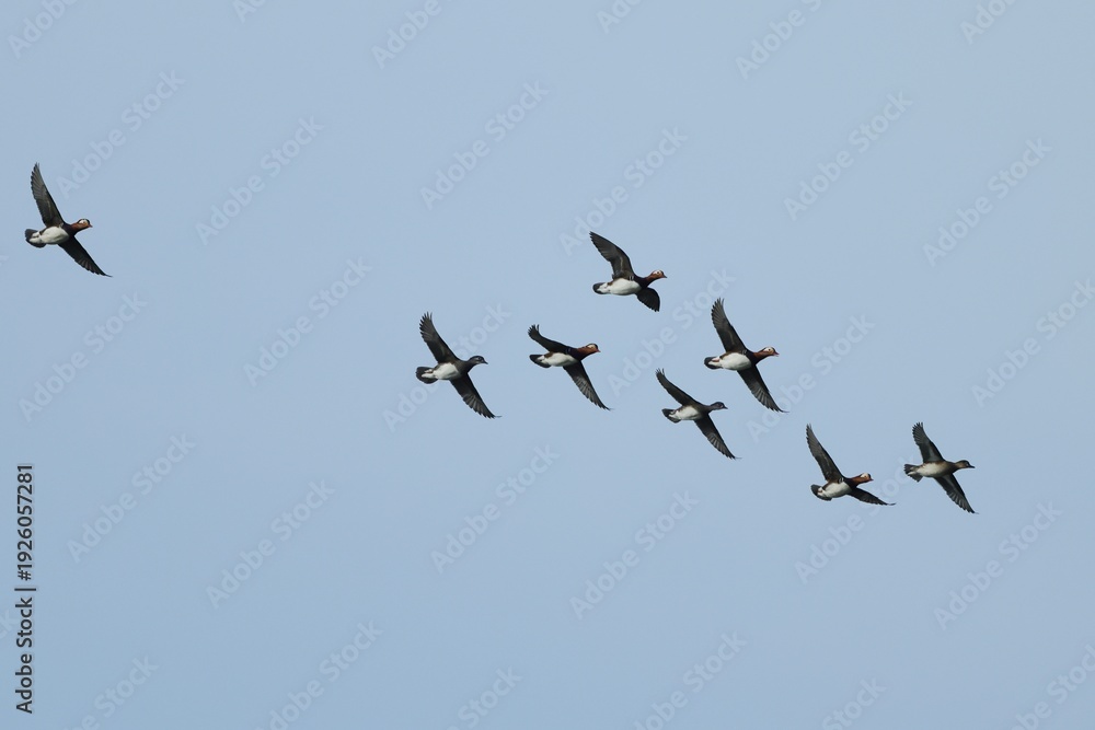 Obraz premium Mandarin Ducks flying in formation under the blue sky