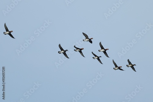 Mandarin Ducks flying in formation under the blue sky