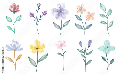 floral illustration