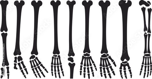Human skeleton bones set, isolated anatomical collection of skull, arms, hands, legs, feet on white background