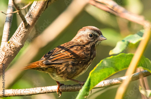 Song Sparrow Perched on a Branch