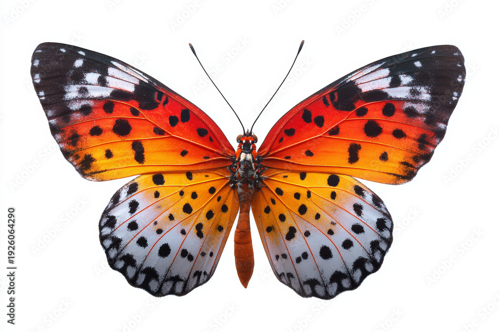 Obraz premium Butterfly insect orange red black white wing pattern nature isolated bright orange red butterfly insect with black white wing pattern white