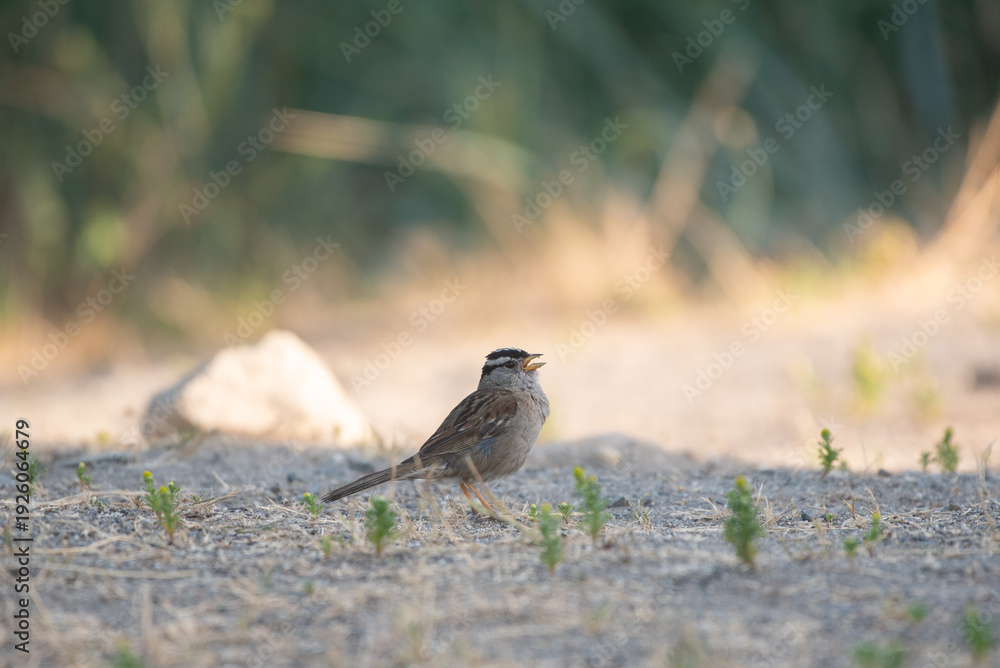 Obraz premium sparrow on the ground