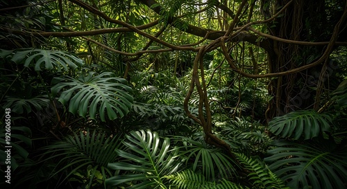 Dense foliage and twisted vines entwine in a lush forest, viewed from a low angle amidst the undergrowth.