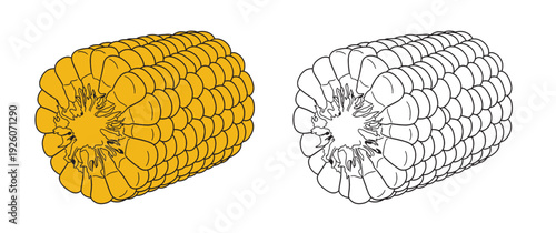 Set of color and monochrome corn, vector drawing icon.