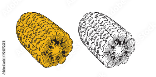 Set of color and monochrome corn, vector drawing icon.